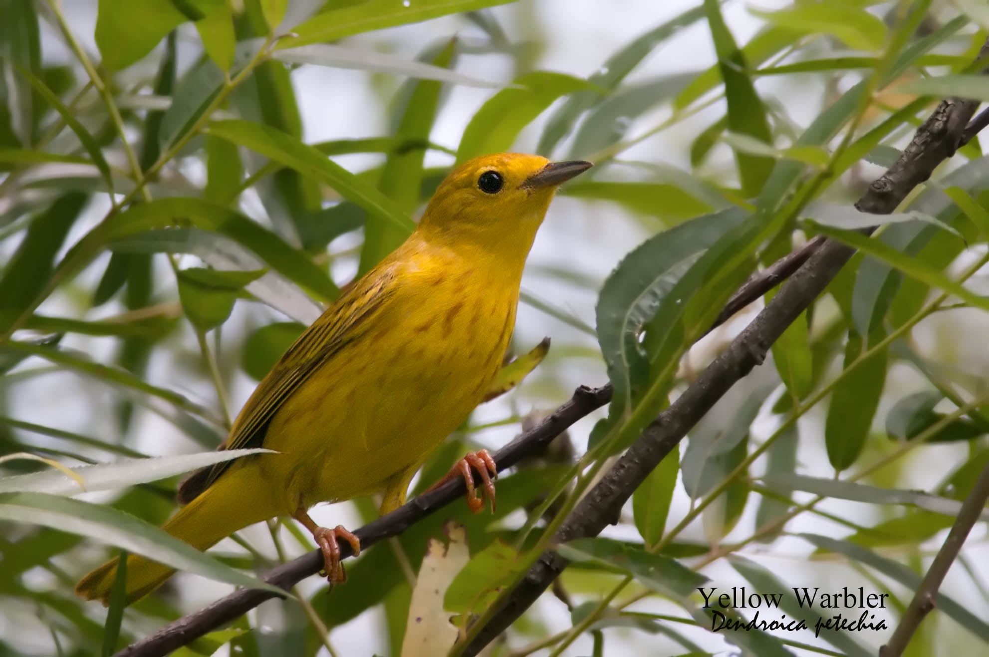 Yellow Warbler